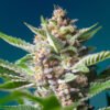 semillas Purple Punch OG Sweet Seeds feminizadas