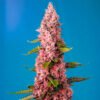 Semillas Red Hot Cookies Sweet Seeds feminizadas