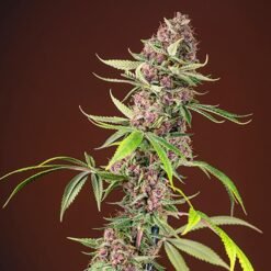 Red Mandarine F1 Fast Version Sweet Seeds