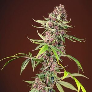 Red Mandarine F1 Fast Version Sweet Seeds