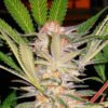 S.A.D. Sweet Afgani Delicious S1 Sweet Seeds