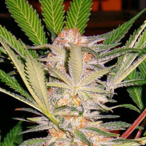 S.A.D. Sweet Afgani Delicious S1 Sweet Seeds