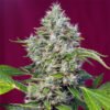 San Fernando Lemon Kush Sweet Seeds