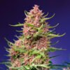 Strawberry Cola Sherbet F1 Fast Version Sweet Seeds