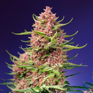 Strawberry Cola Sherbet F1 Fast Version Sweet Seeds
