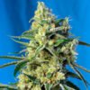 Sweet Amnesia Haze Sweet Seeds
