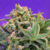 Sweet Cheese Sweet Seeds feminizadas sabor queso