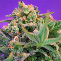 Sweet Cheese F1 Fast Version Sweet Seeds