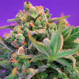 Sweet Cheese F1 Fast Version Sweet Seeds