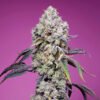 Sweet Mandarine Z F1 Fast Version Sweet Seeds