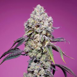 Sweet Mandarine Z F1 Fast Version Sweet Seeds