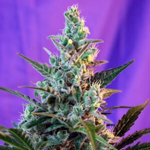 Sweet Skunk F1 Fast Version Sweet Seeds