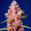Tropicanna Poison F1 Fast Version Sweet Seeds