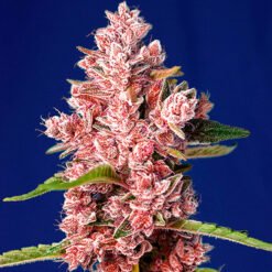 Tropicanna Poison F1 Fast Version Sweet Seeds