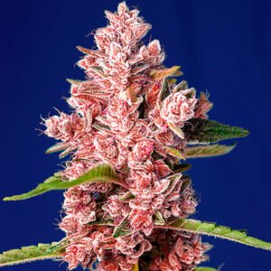 Tropicanna Poison F1 Fast Version Sweet Seeds