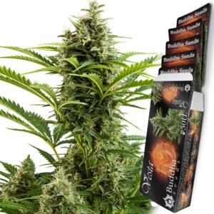 Vesta Auto Buddha Seeds