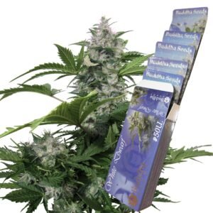 White Dwarf Auto Buddha Seeds