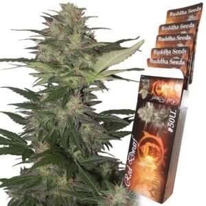 Red Dwarf Auto Buddha Seeds