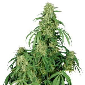 186 Buddha Calamity Jane Auto
