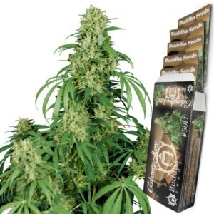 Calamity Jane Auto Buddha Seeds