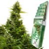Medikit Auto Buddha Seeds