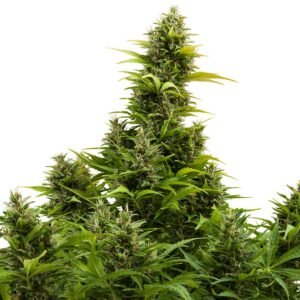 195 Buddha Medikit Auto