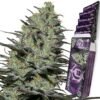 Morpheus Buddha Seeds