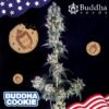 239 Buddha Cookie