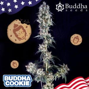 239 Buddha Cookie