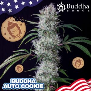 240 Buddha Auto Cookie