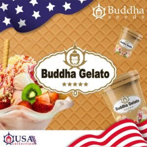 Buddha Gelato Buddha Seeds