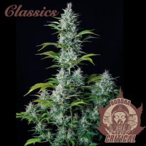 258 Buddha Auto Critical