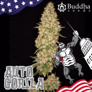267 Auto Gorila
