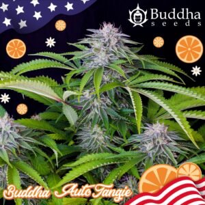 270 Buddha Auto Tangie