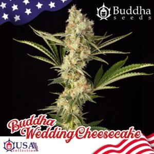 272 Buddha Wedding Cheesecake