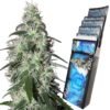 Pulsar Buddha Seeds