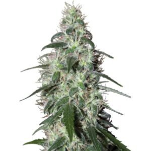 280 Buddha Pulsar