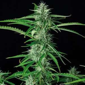 304 Buddha Syrup Auto