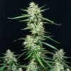 Syrup Auto Buddha Seeds