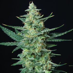 309 Buddha Vesta Auto