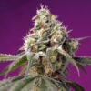 Bruce Banner Auto Sweet Seeds