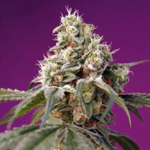 Bruce Banner Auto Sweet Seeds