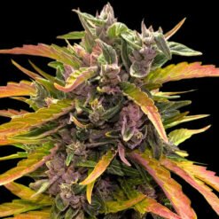 GG4 Auto Barney's Farm