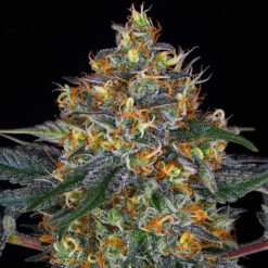 Moby Dick Auto Barney's Farm
