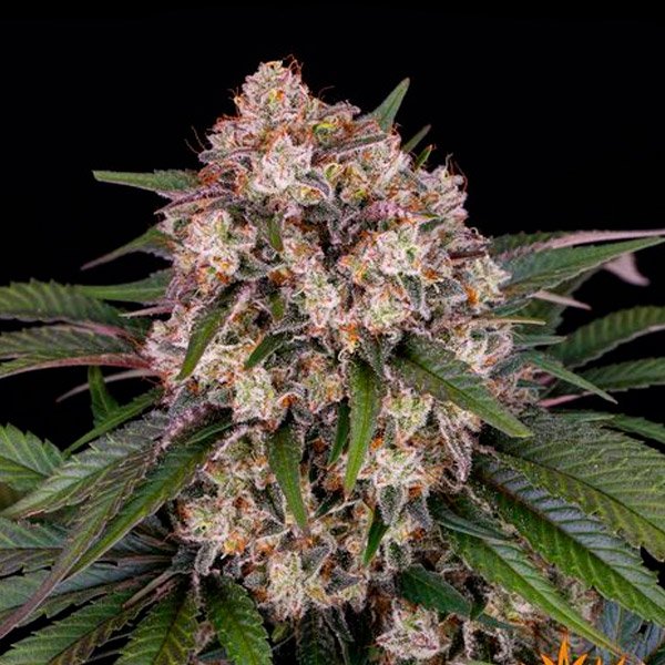 OG Kush Auto Barney's Farm