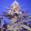 Pineapple Slush XL Auto Sweet Seeds