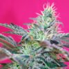 Sweet Cheese Auto Sweet Seeds