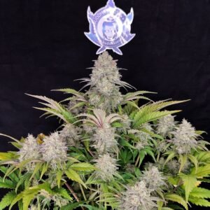 Critical cannabis