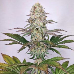 DoSi2 buddhaseeds 1