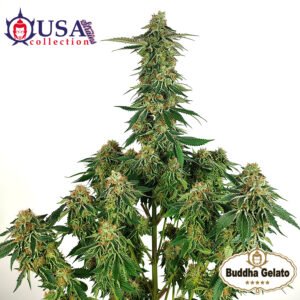 Gelato Buddhaseeds 1